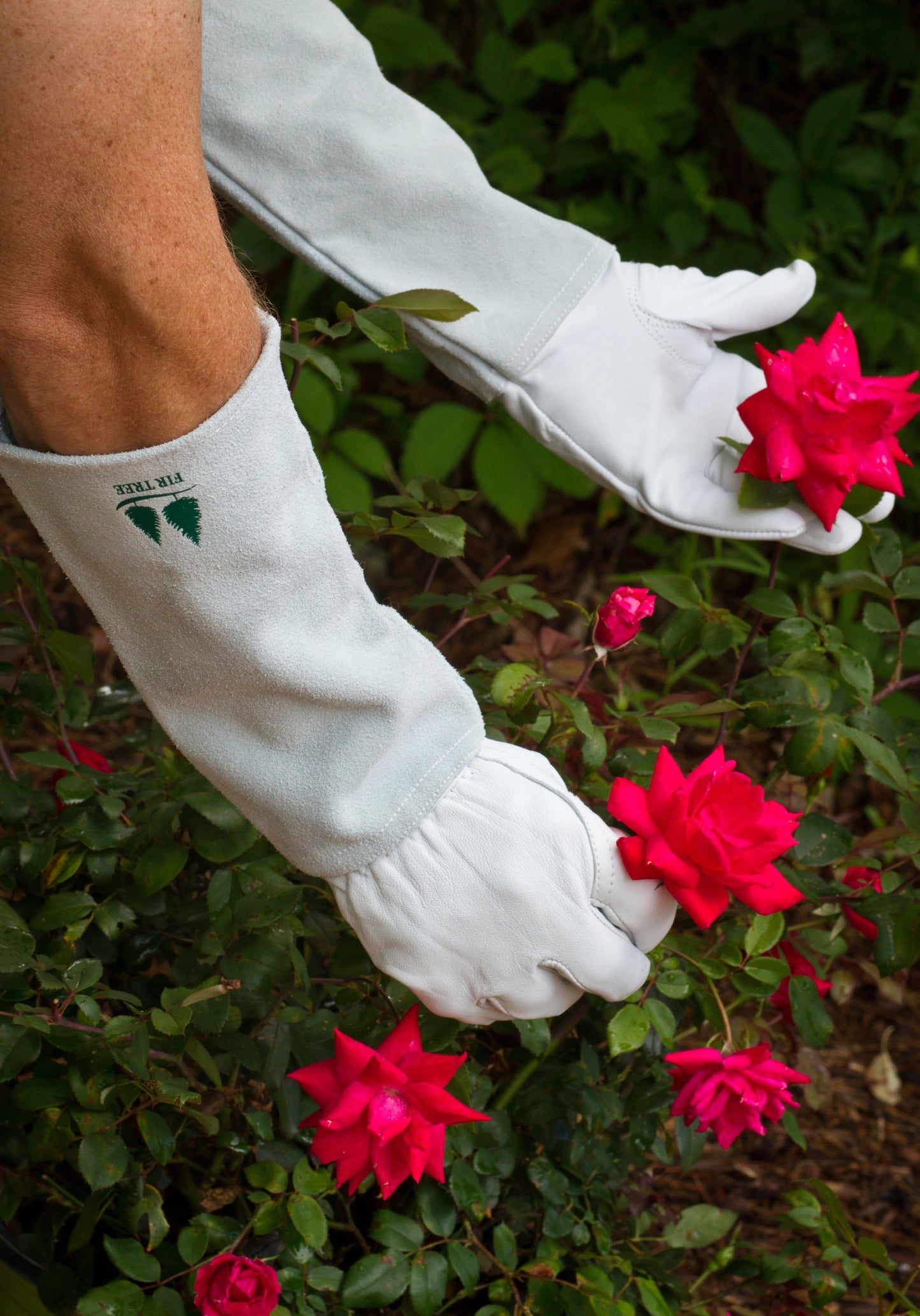 Goatskin Gardening Gloves Leather are great with Roses
