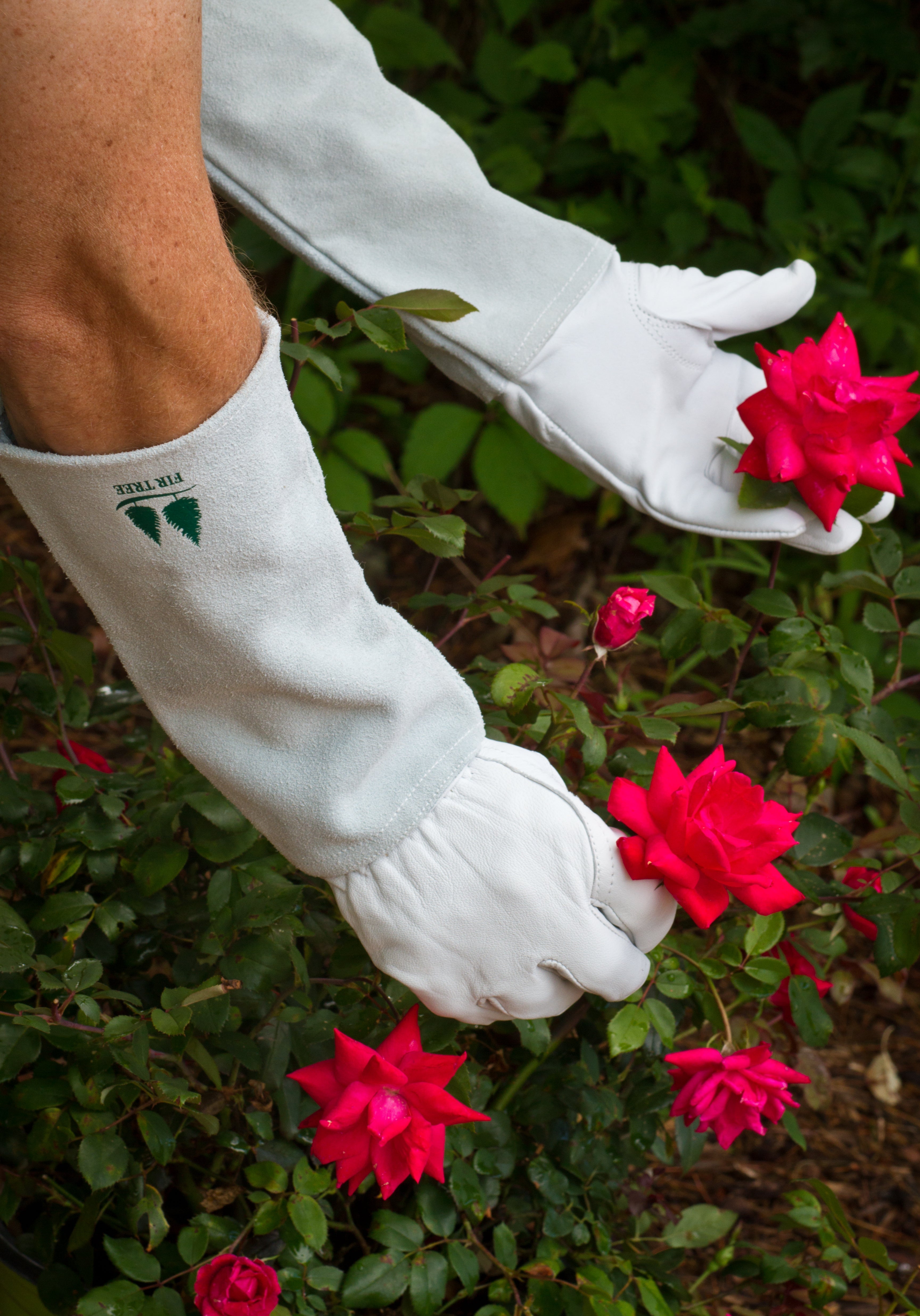 Goatskin Gardening Gloves Leather are great with Roses